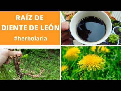 Imagen de DIENTE DE LEON 50G