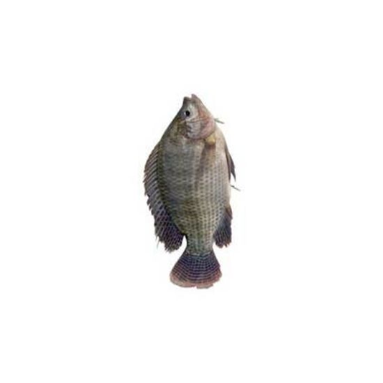 Imagen de TILAPIA NEGRA X KILO